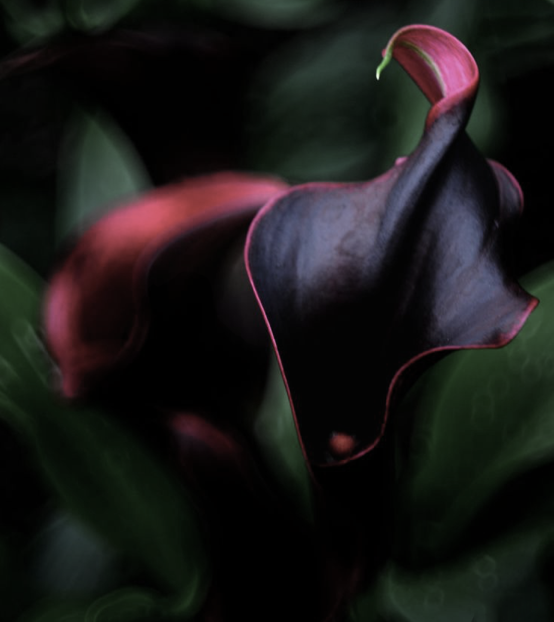 Black Lily