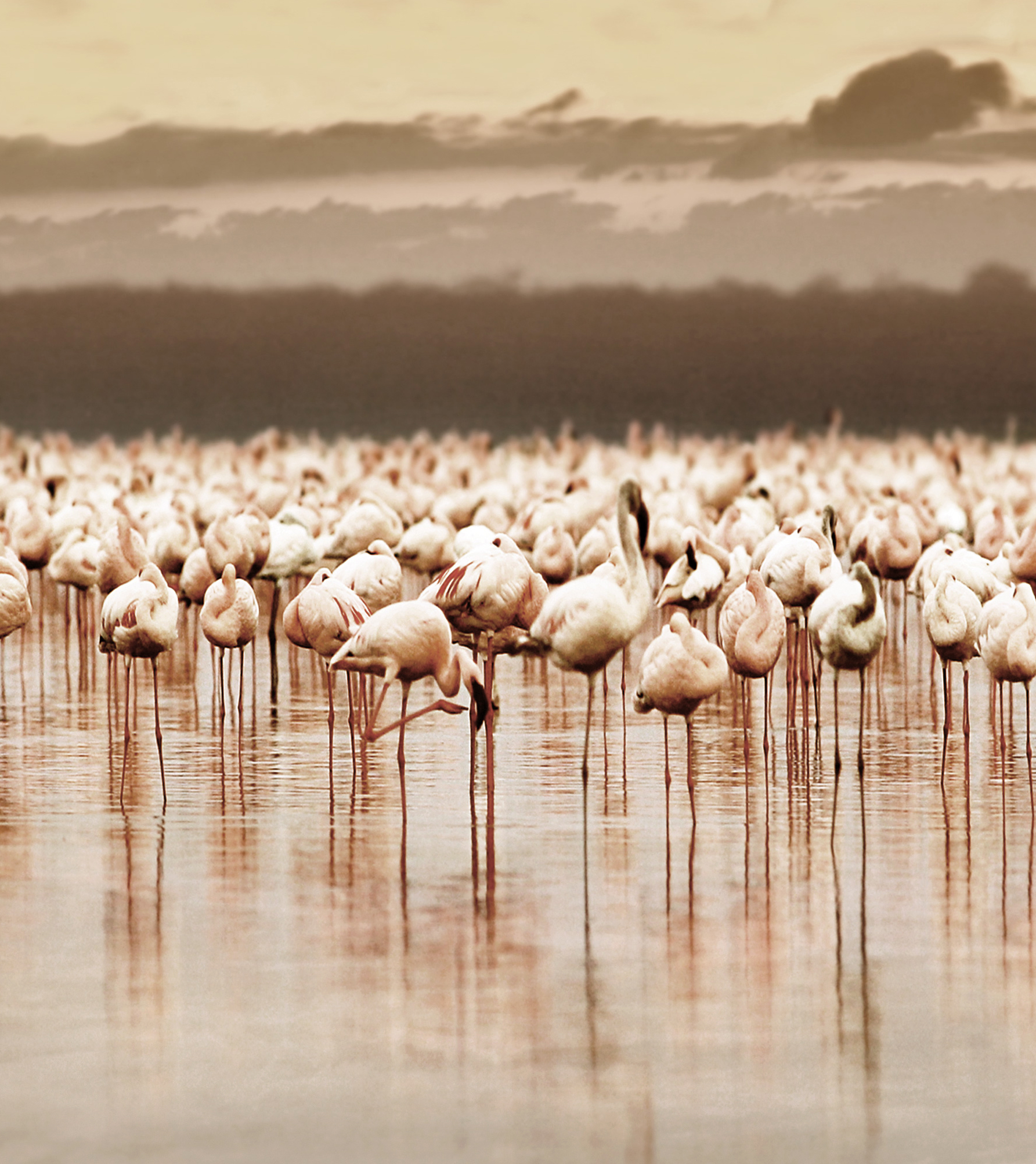 Manyara