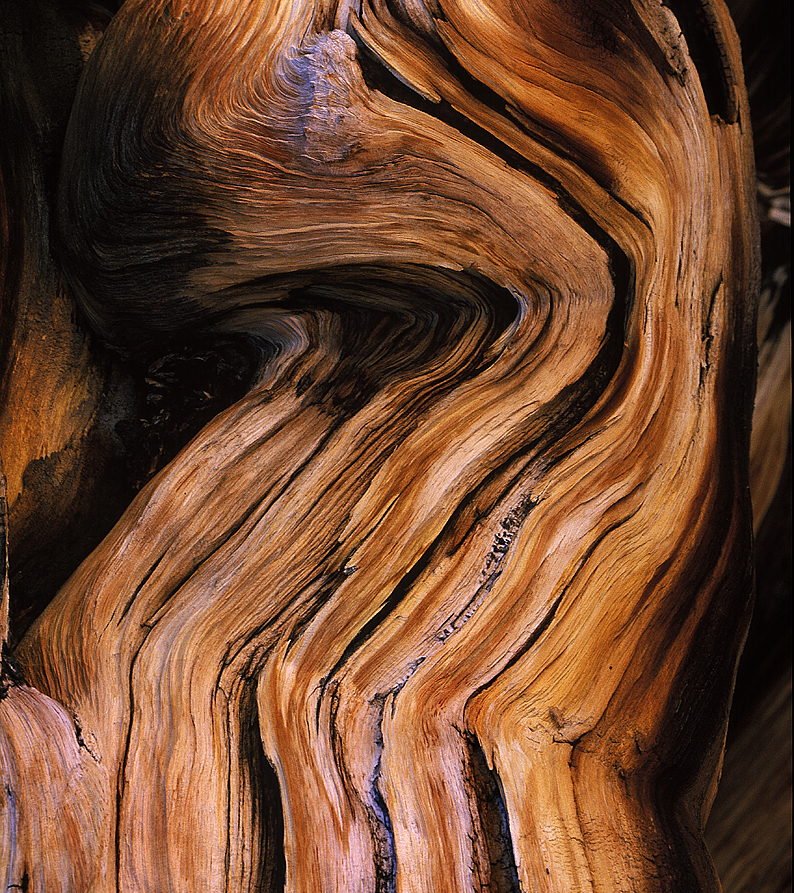 Bois d'Ambre
