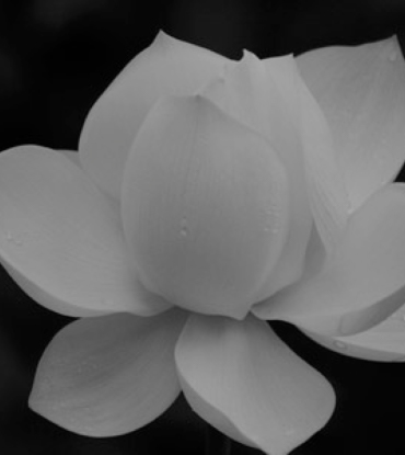 Phuket Lotus