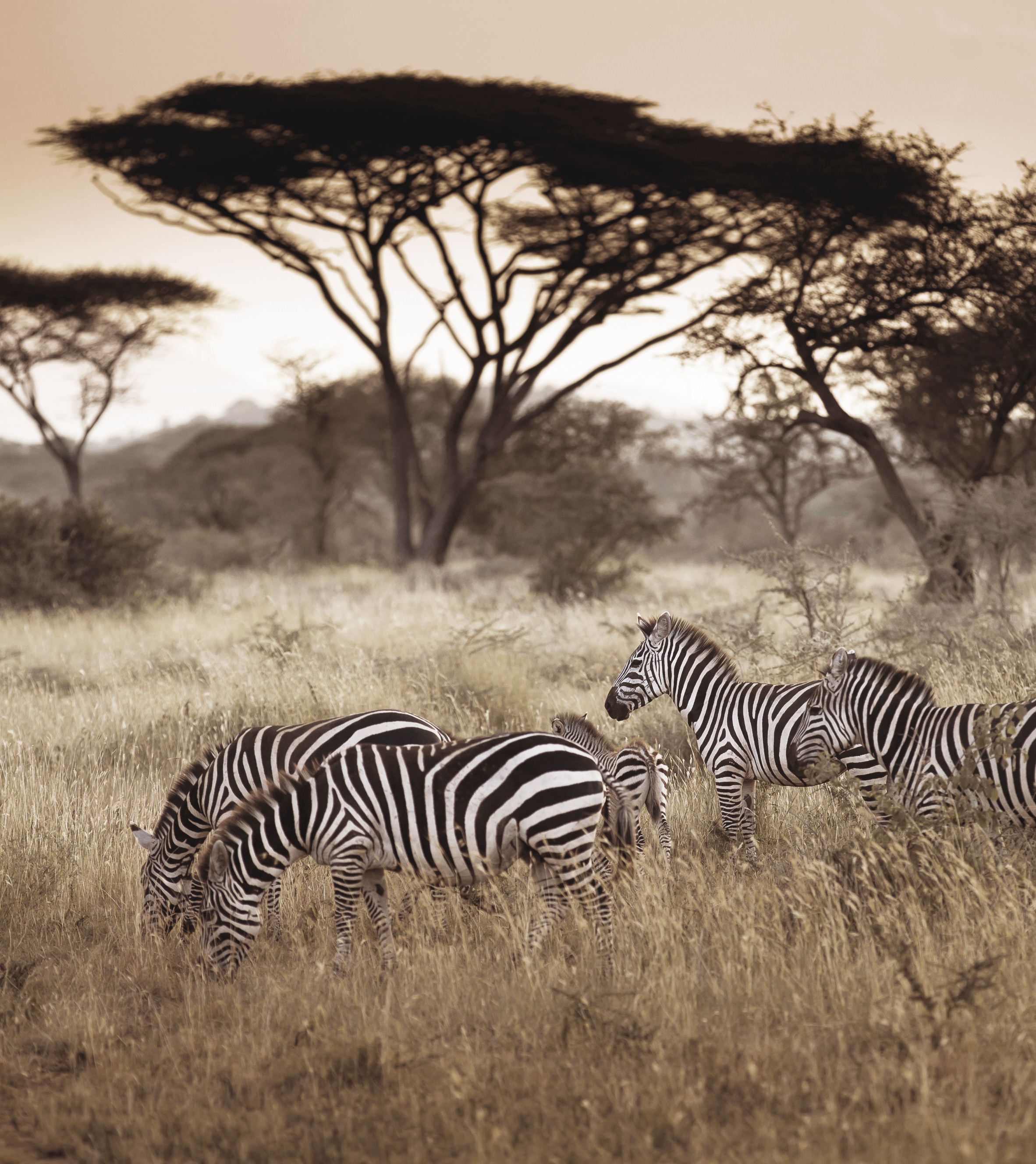 Safari