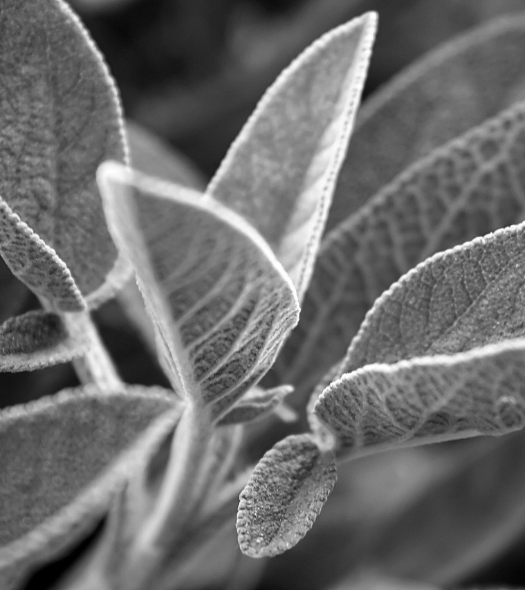 Sage