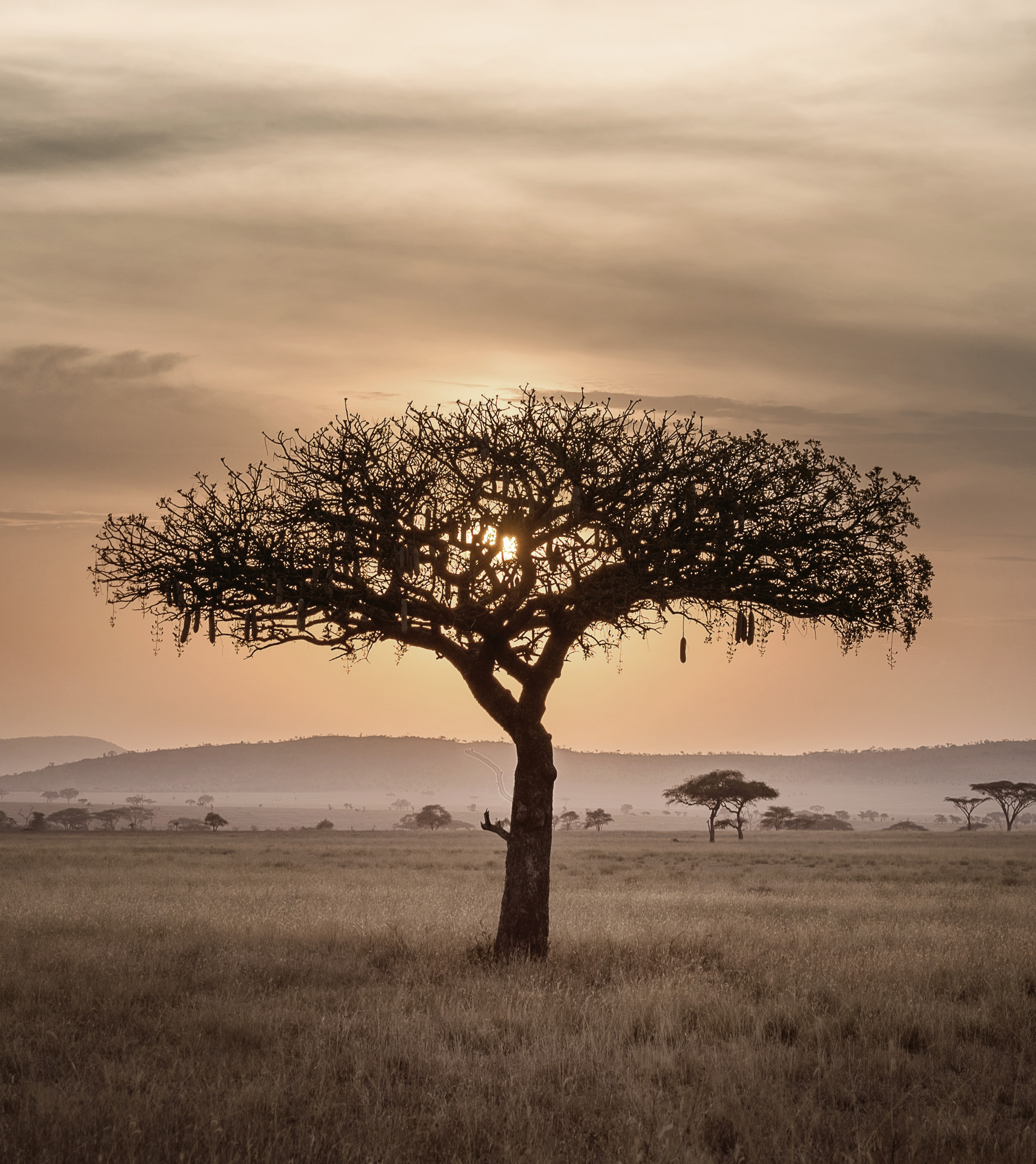 Serengeti