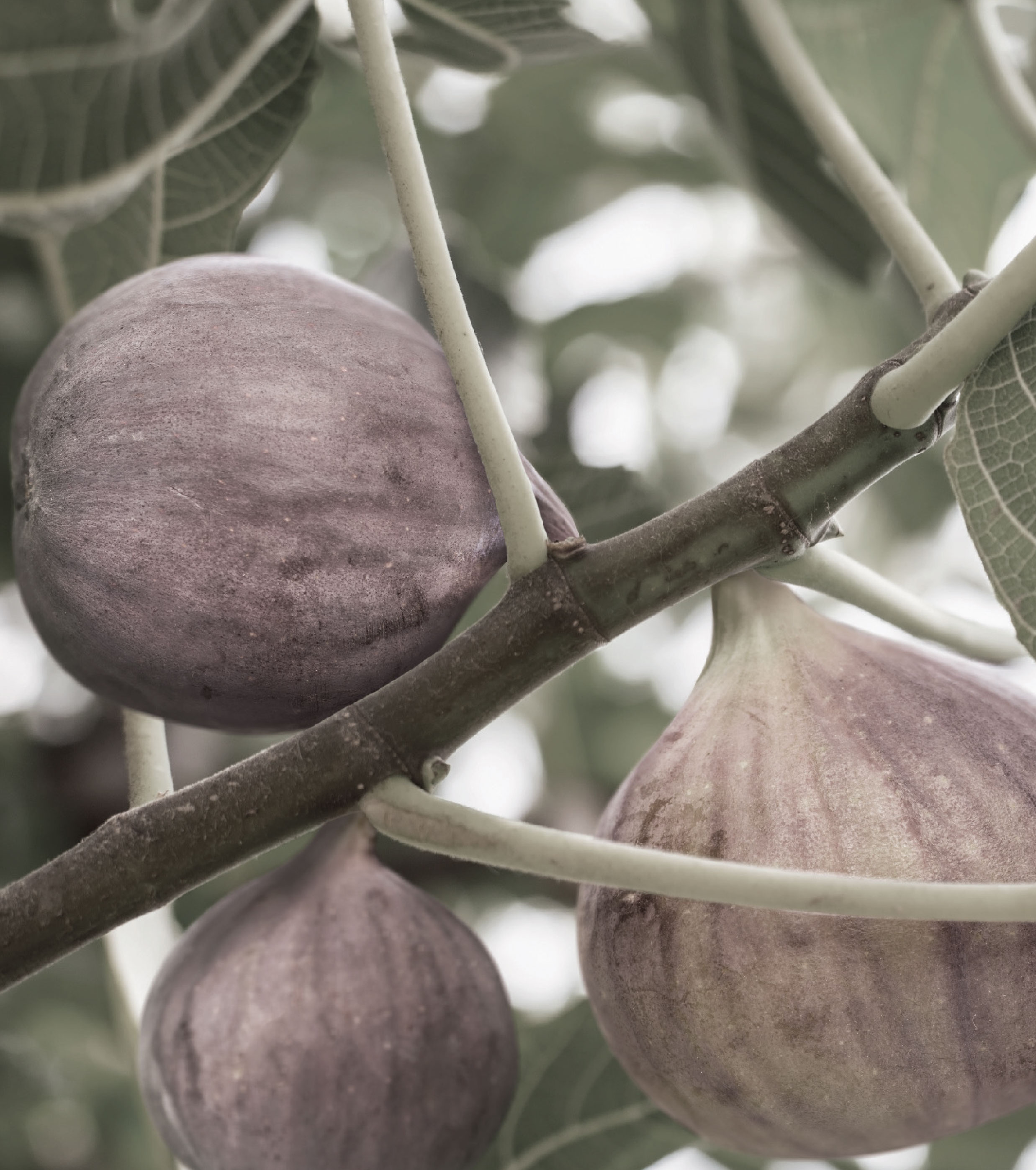True Fig